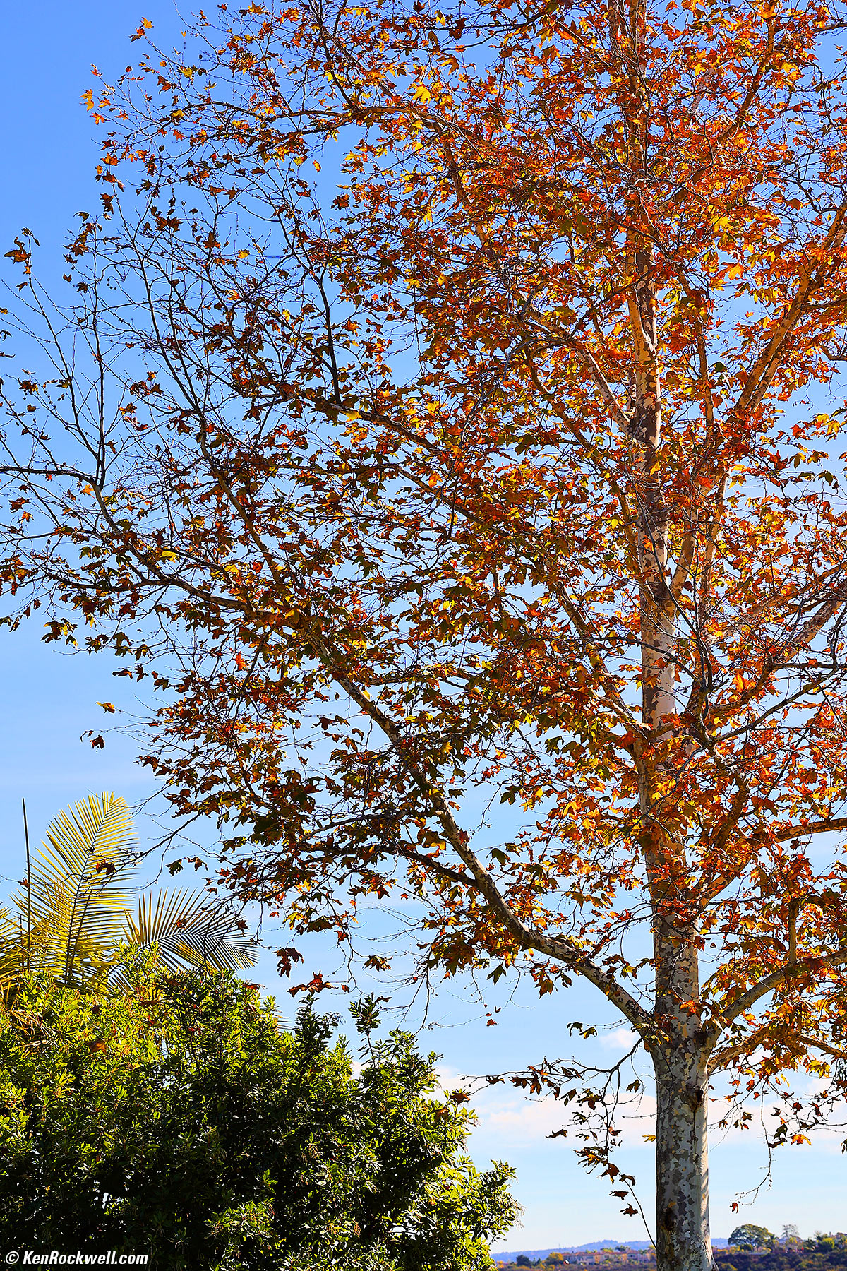 Canon 85mm f/2 sharpness