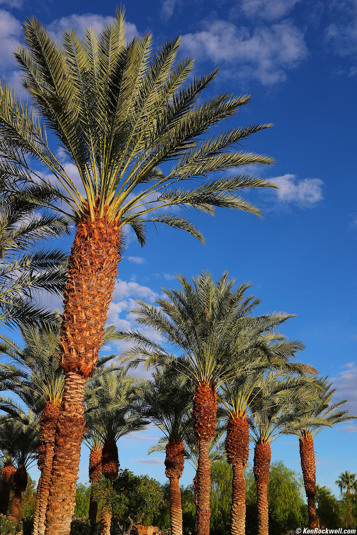 Desert Palms. 30 October 2016