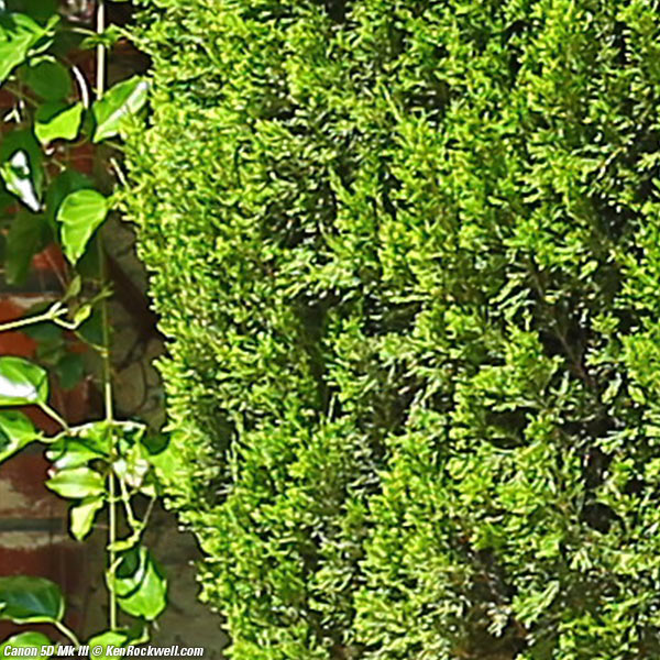 Canin 5D Mk III comparison