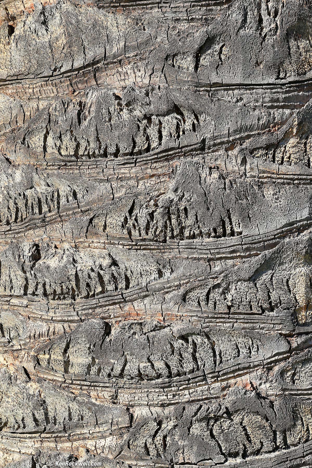 Palm, 17 January 2015.