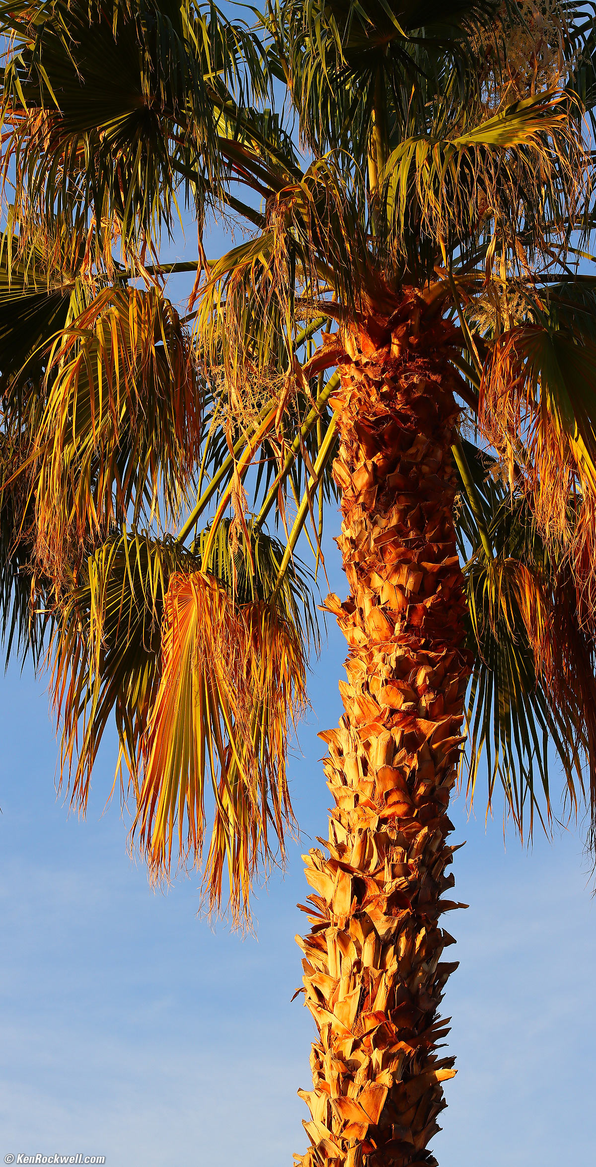 Desert Palm in Last Light