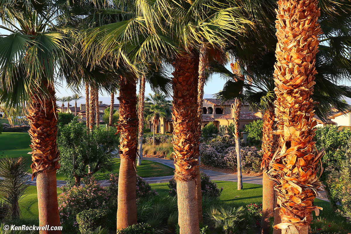 Last Light, Palm Forest