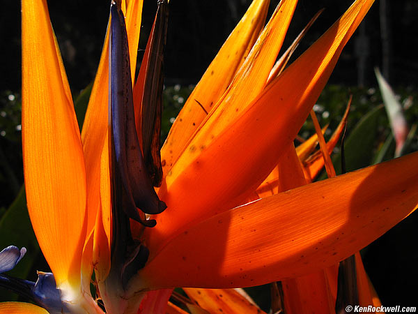 Bird of Paradise