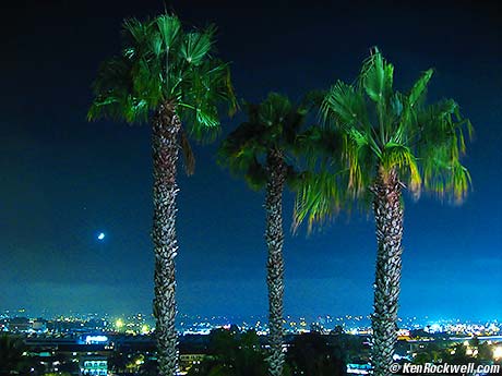 Moon and Palms