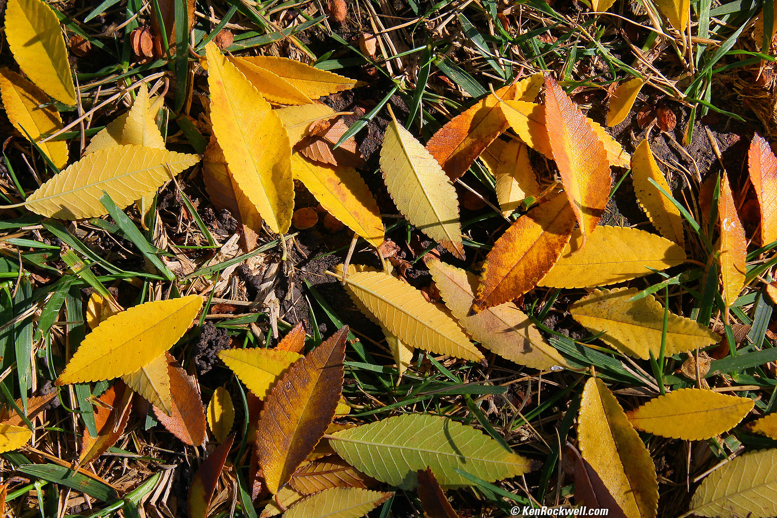 Canon T100 EOS 4000D Sample Image File