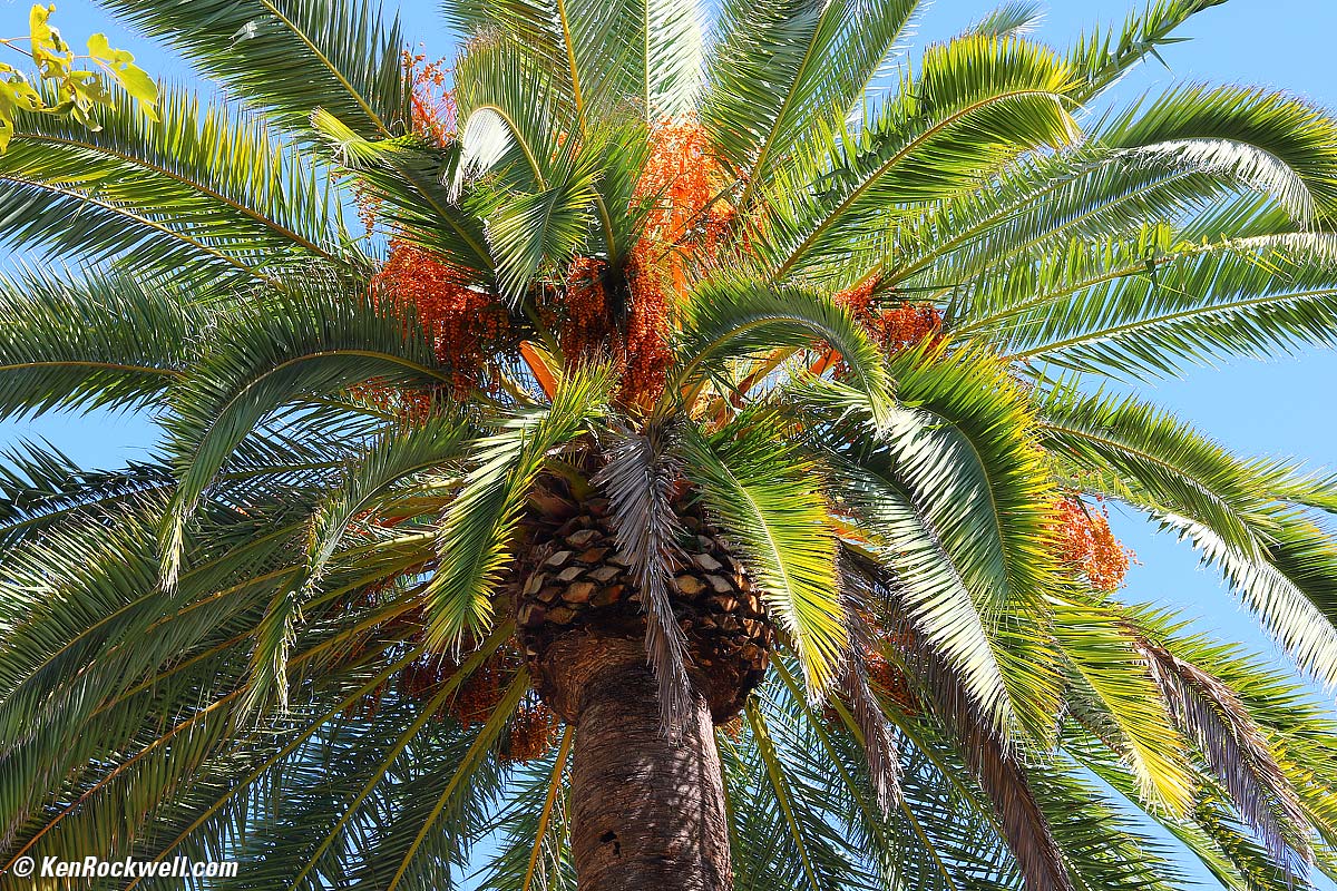 Fruited Palm, RP 08 Oct 2015