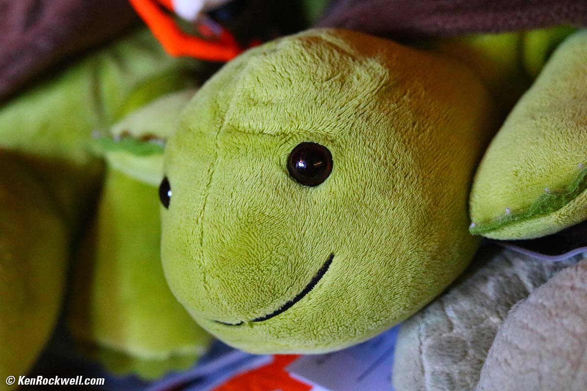 Mr Turtle, RP 08 Oct 2015