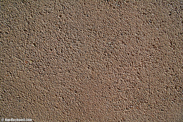 Canary Palm 11 June 2014