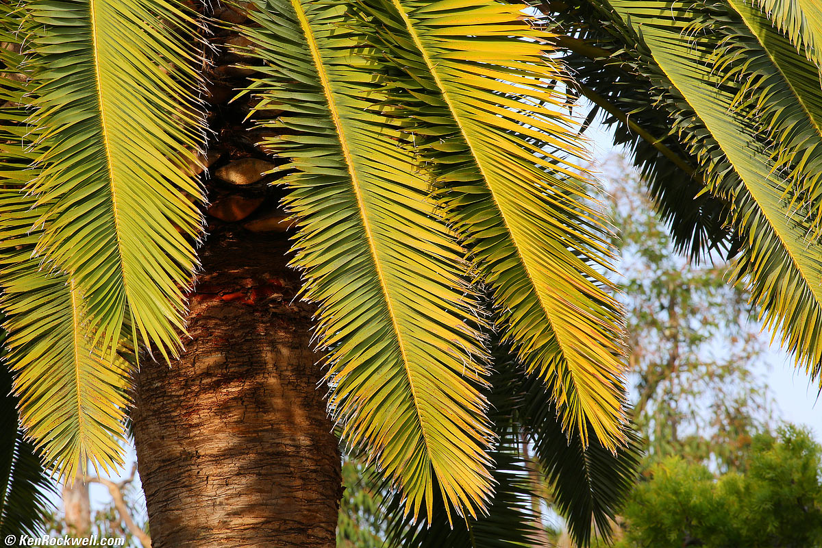 Canon 100-400 II hand held 1/15