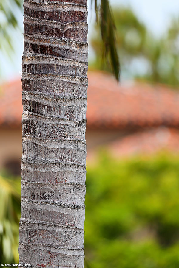 dildoplant 29 May 2014