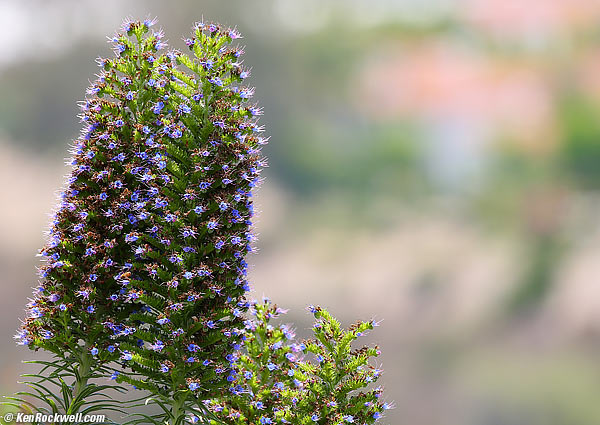 dildoplant 29 May 2014