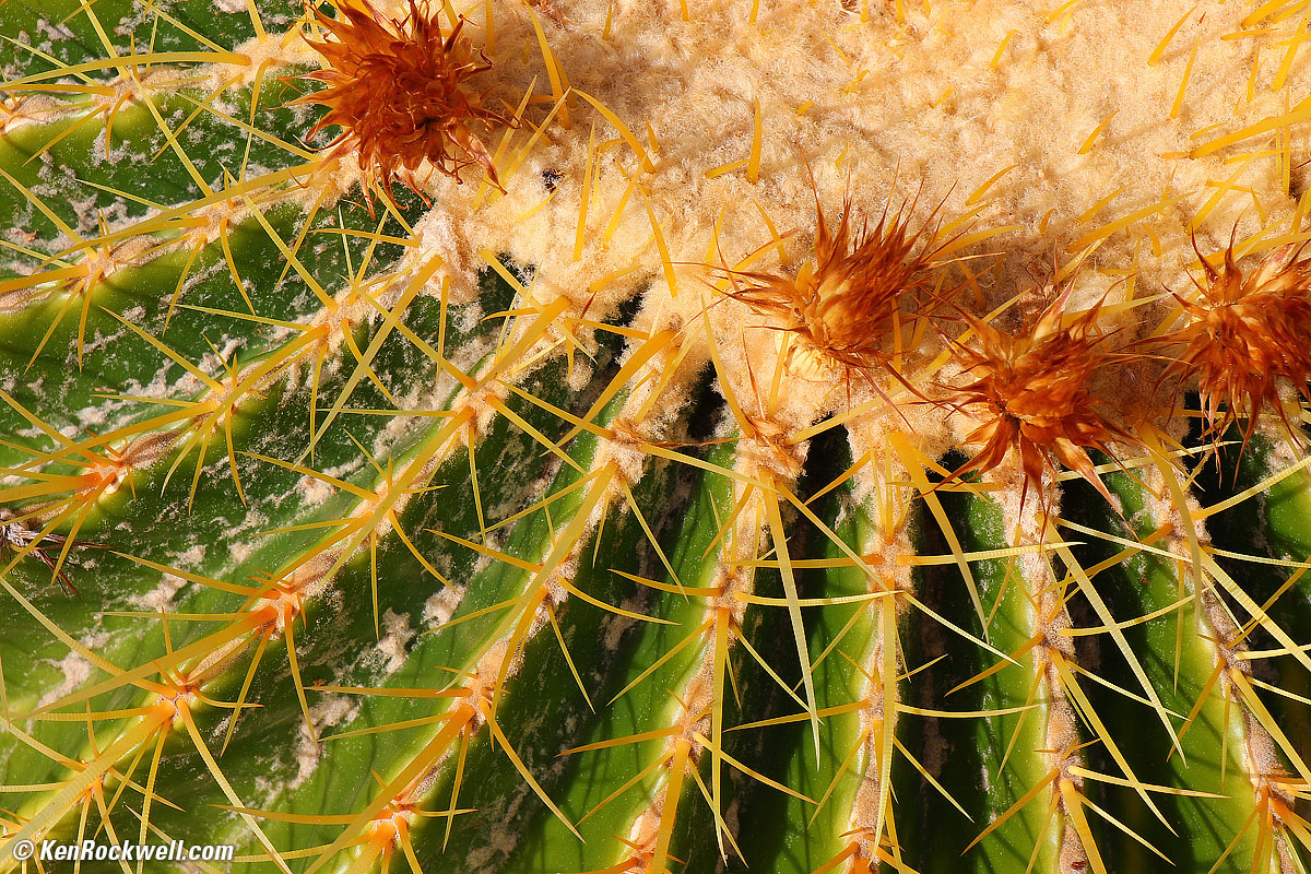 Cactus