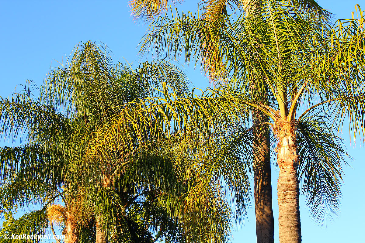 Canon 80D sample image file