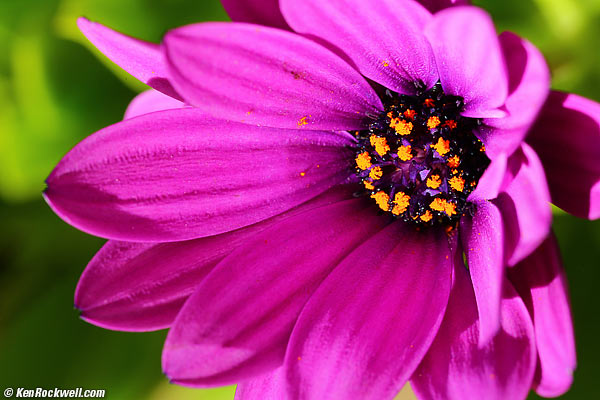 Flower, RP, December 2014