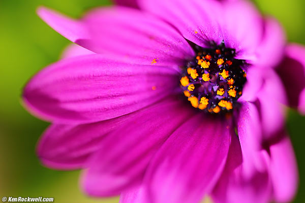 Flower, RP, December 2014