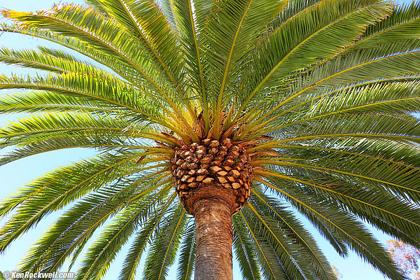 Palm, RP 03 March 2015