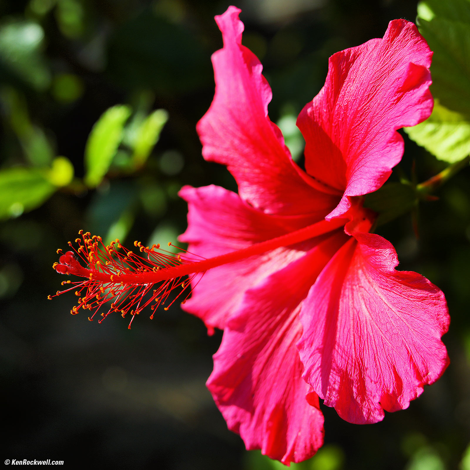 Canon EF 28-80mm f/2.8-4L Sample Image