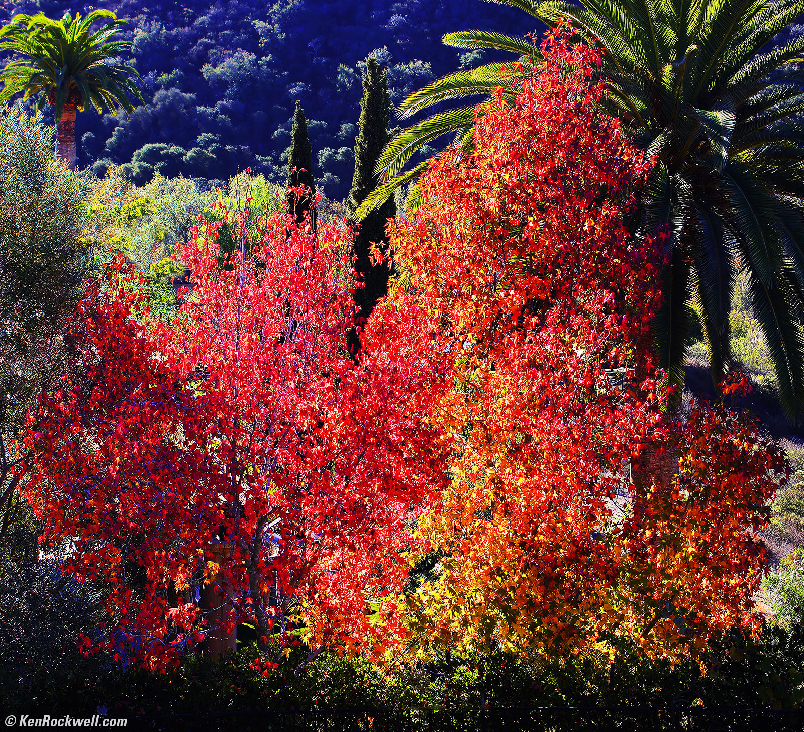 Canon EF 28-80mm f/2.8-4L Sample Image Fall Color