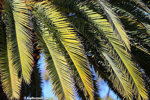 Palm, RP, 19 December 2014