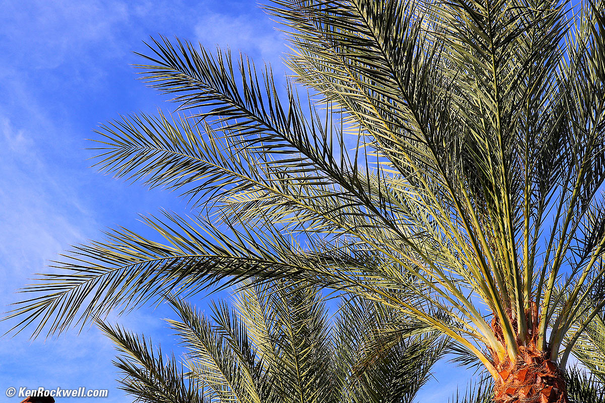 Canon 35 28 macro sample image