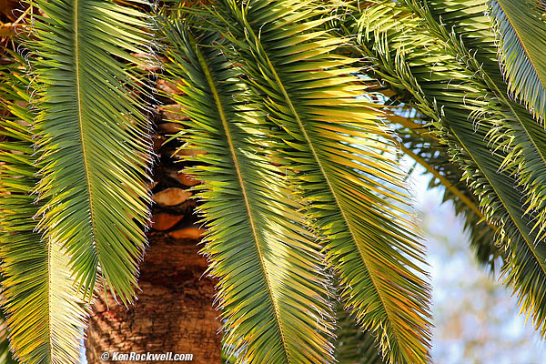 Palm, RP, 21 December 2014