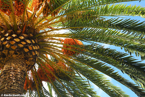 Palms, RP 17 July 2014