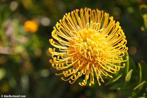 Flower, SRF 22 March 2011