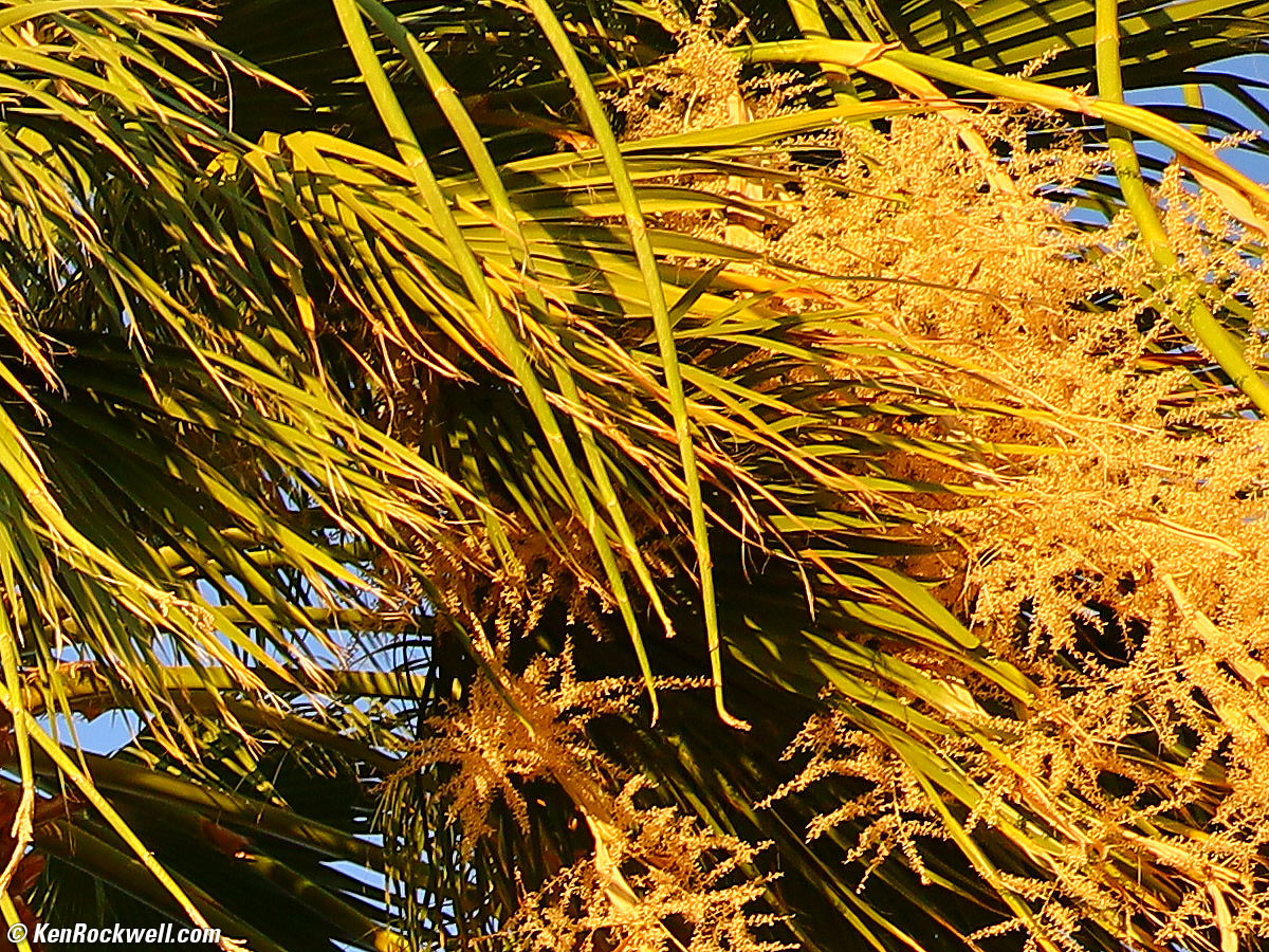 Canon RF 15-35mm Sample Image File