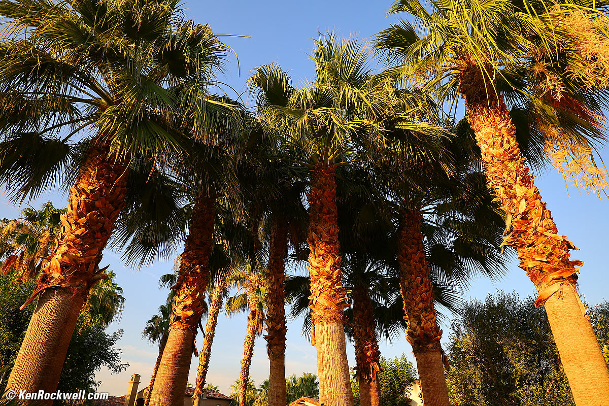 Canon RF 15-35mm Sample Image File