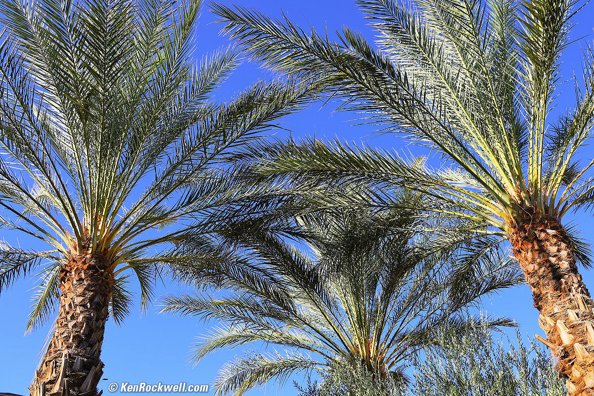 Canon RF 24-240mm Sample Image File