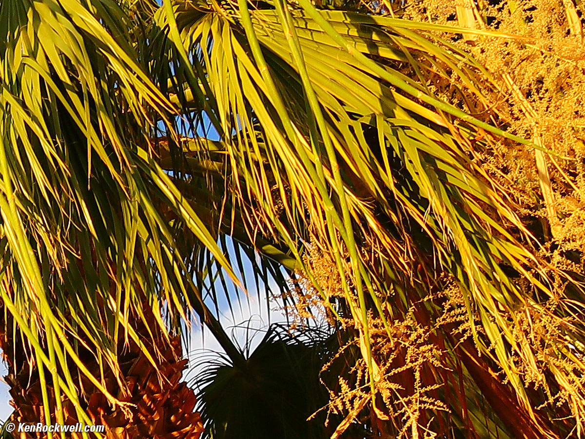 Canon RF 15-35mm Sample Image File