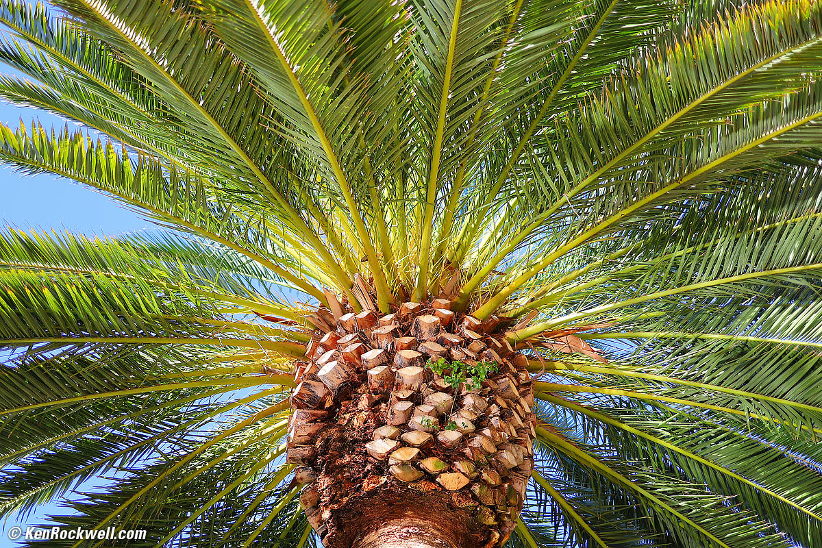 Canary Palm Tree