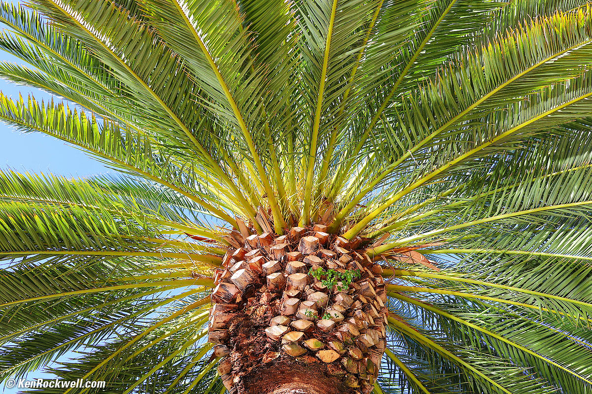 Canary Palm Tree