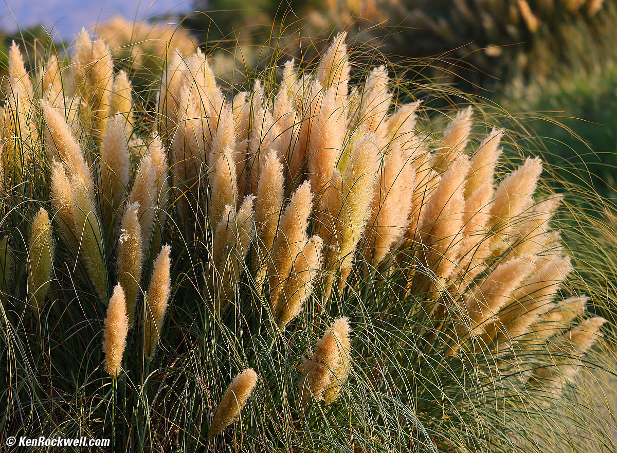 Canon RF 70-200mm f/2.8 Sample Image File