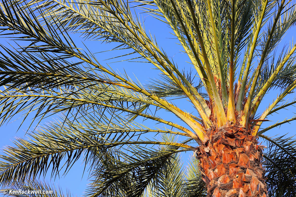 Canon RF 70-200mm f/2.8 Sample Image File