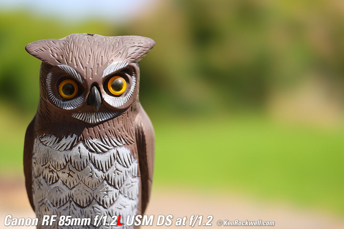 Canon RF 85mm f/1.2 DS Bokeh