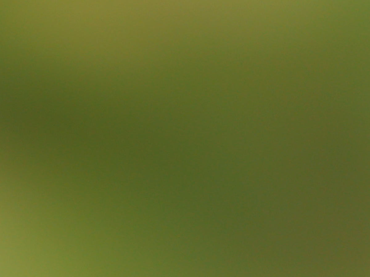 Canon RF 85mm f/1.2 DS Bokeh