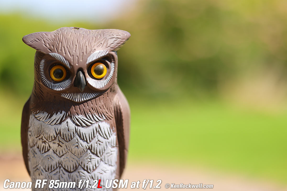 Canon RF 85mm f/1.2 Bokeh