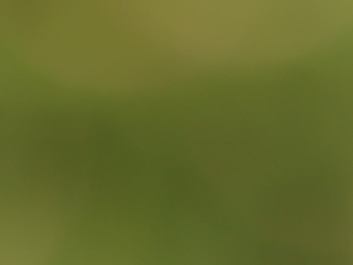 Canon RF 85mm f/1.2 Bokeh