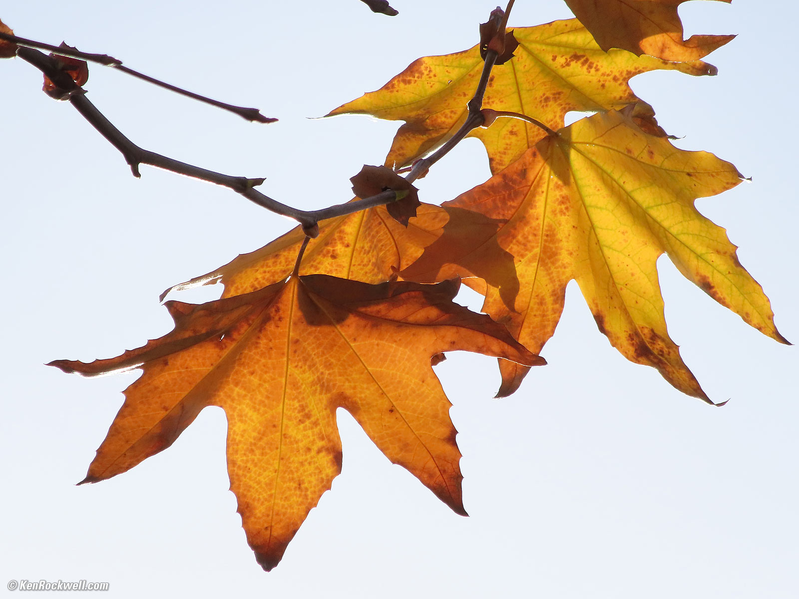 Canon PowerShot ZOOM sample image file