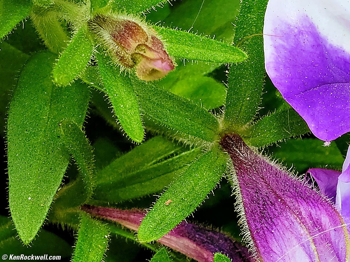 Fujifilm GFX100RF Sample Image File by Ken Rockwell
