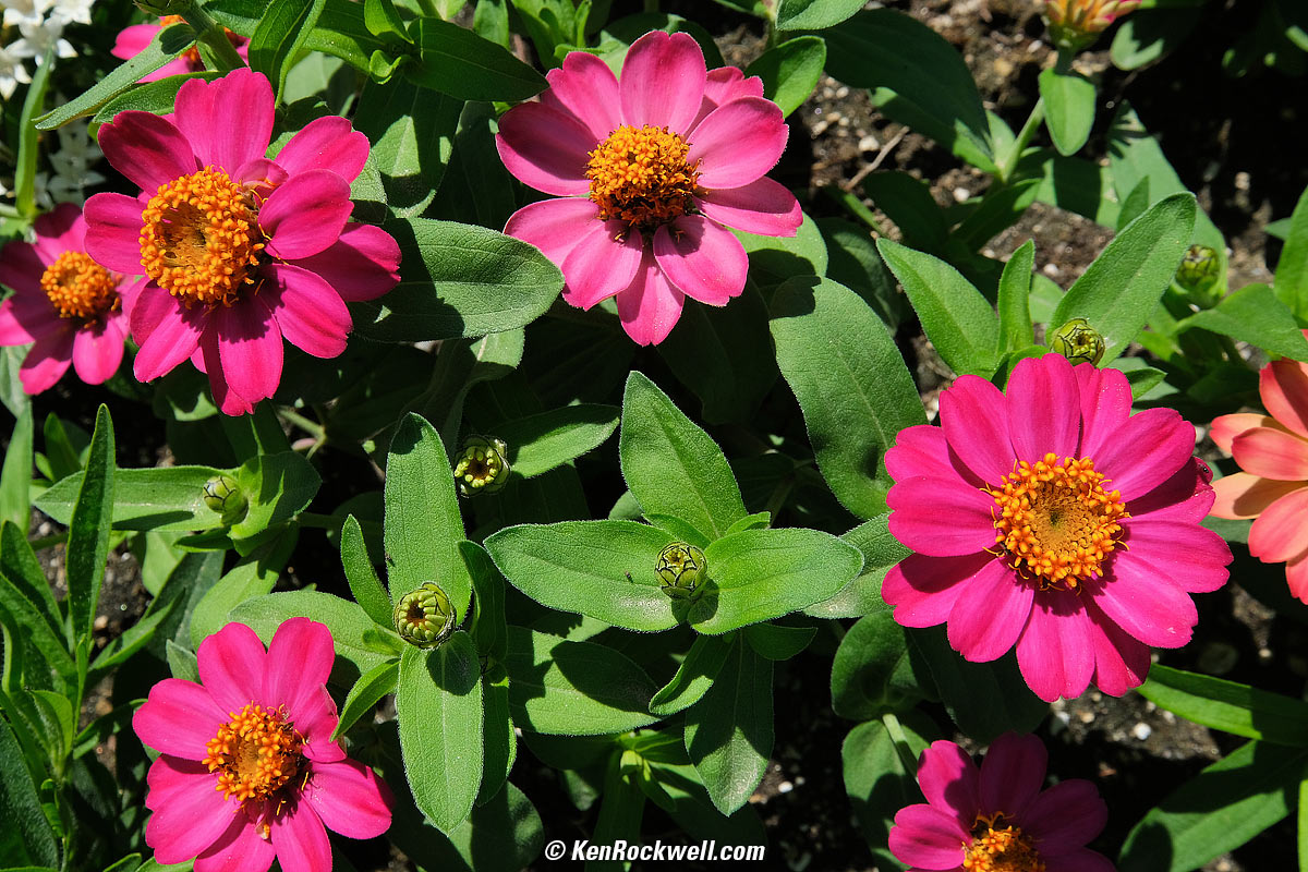 Fujifilm X-E4 Sample Image File