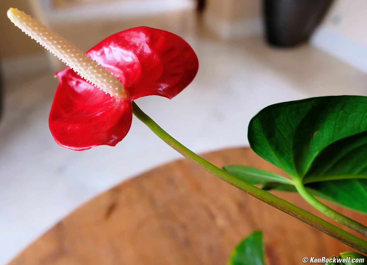 Fujifilm 16mm f/2.8 bokeh