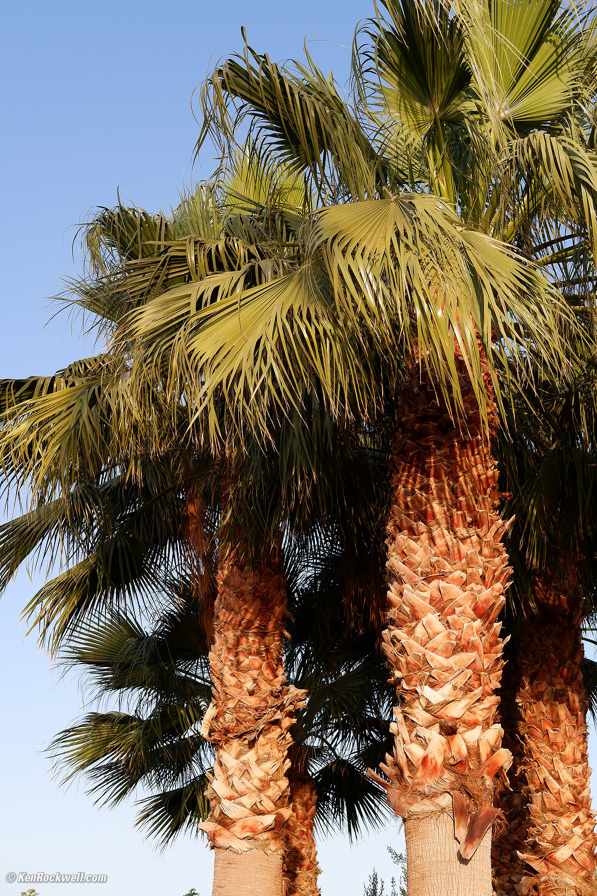 Fujifilm X-T200 Sample Image file