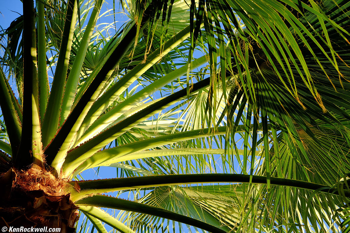 Backlit Palm, La Quinta