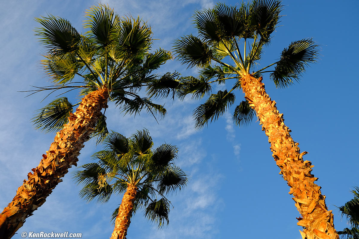 Palms at Dawn, Looking Up