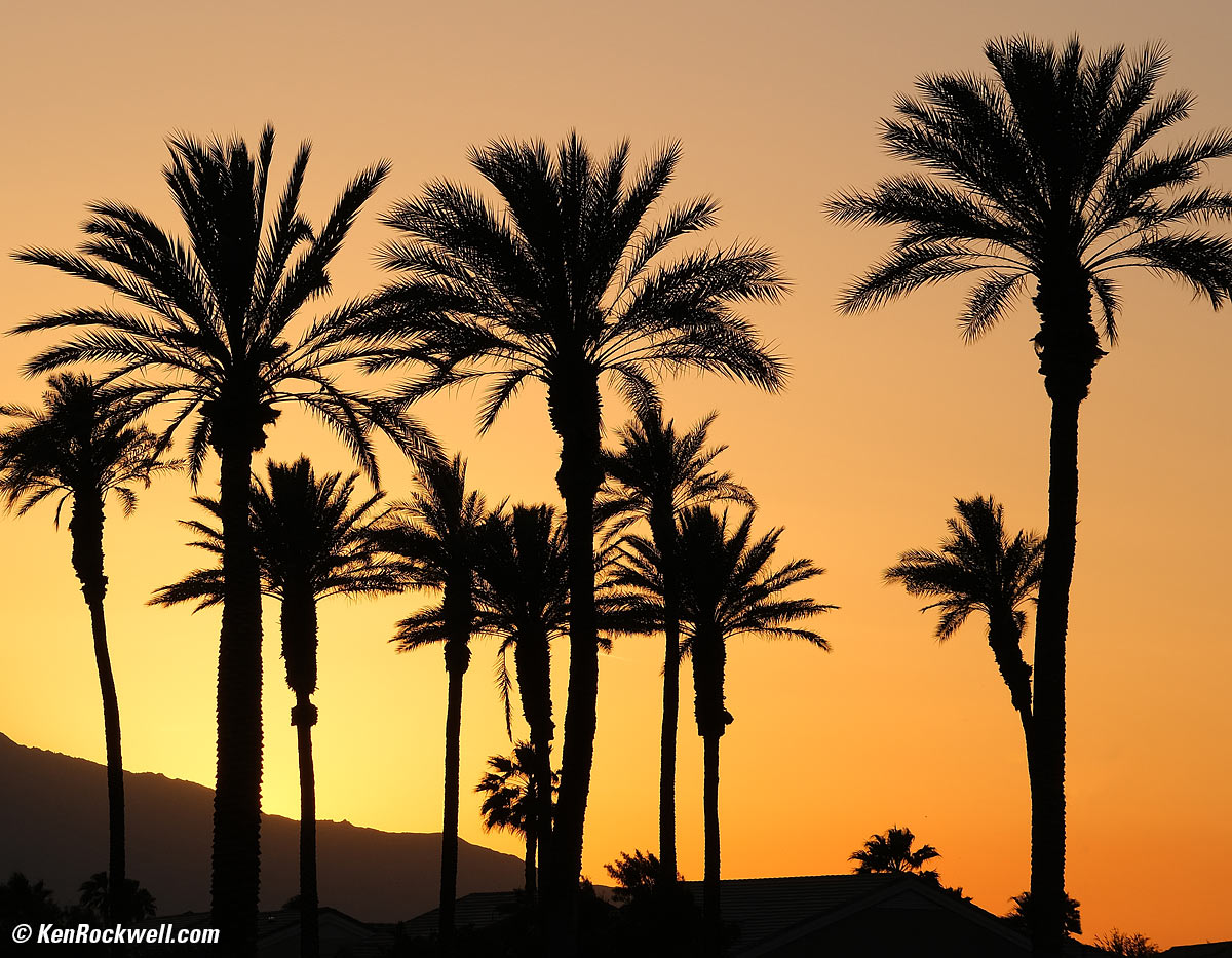 Palm Desert Palms