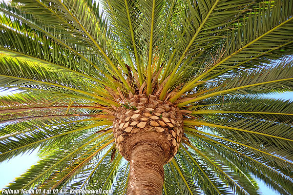 Palm, 28 August 2015 RP