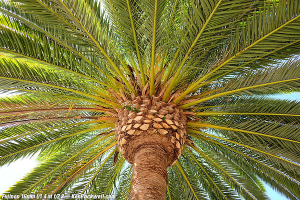 Palm, 28 August 2015 RP