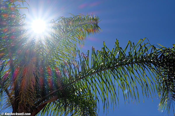 Palms Av 27 Aug 2014